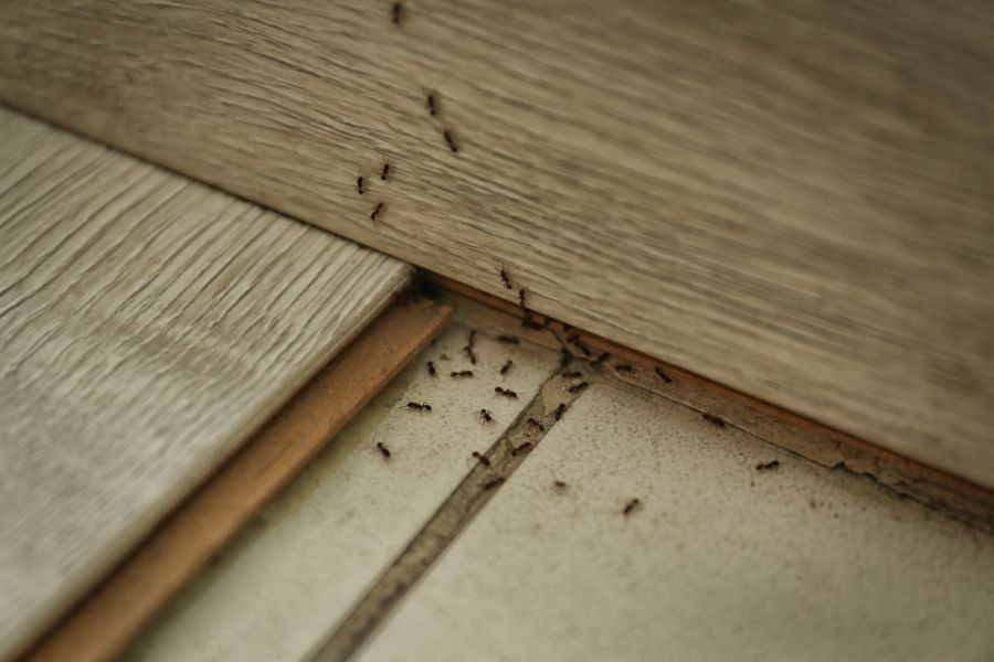Carpenter ant extermination by Service First Termite and Pest Prevention LLC