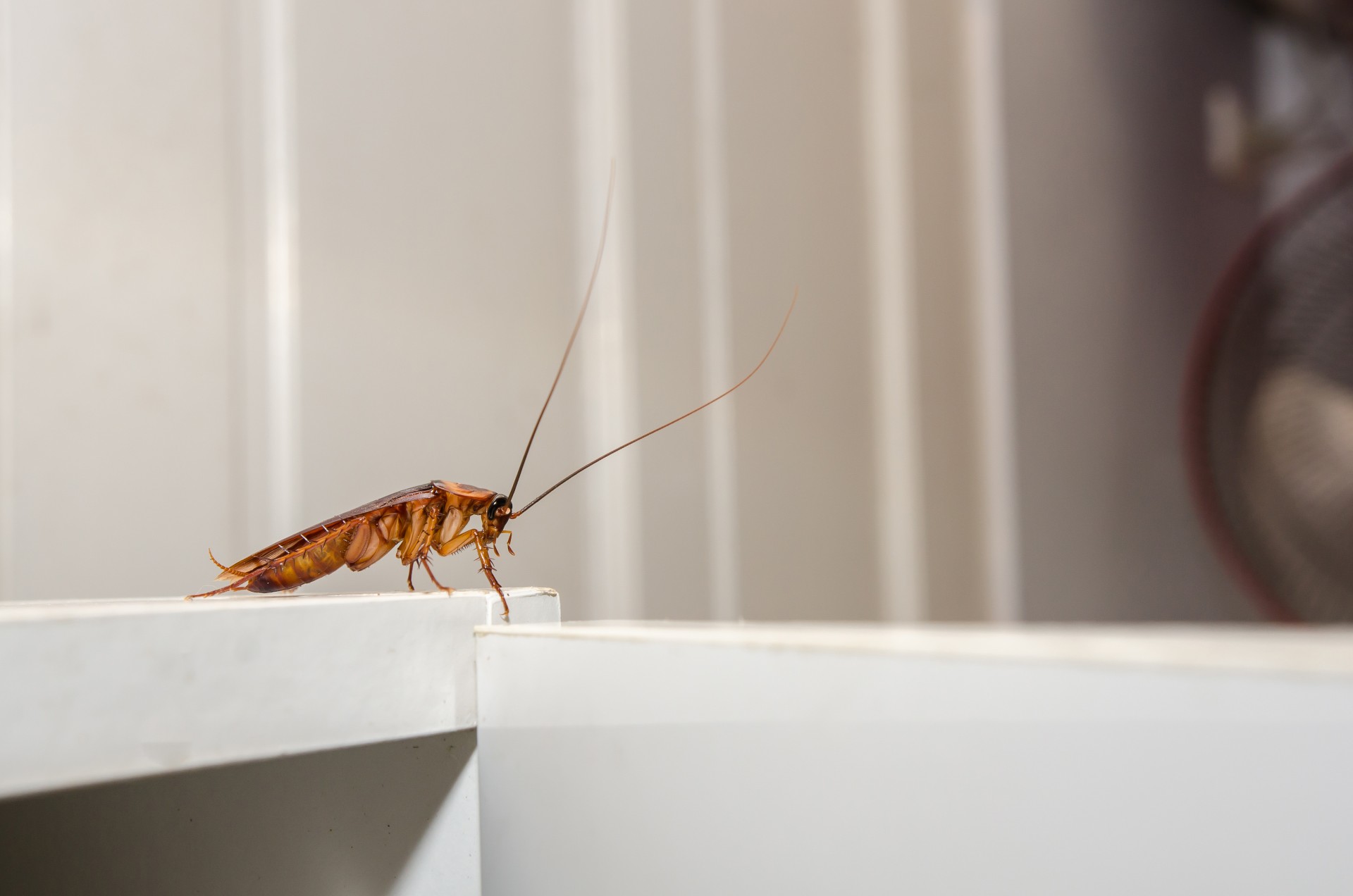 Cockroach Extermination by Service First Termite and Pest Prevention LLC