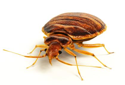 Bed bug extermination by Service First Termite and Pest Prevention LLC