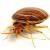 Saint Petersburg Bedbug Extermination by Service First Termite and Pest Prevention LLC