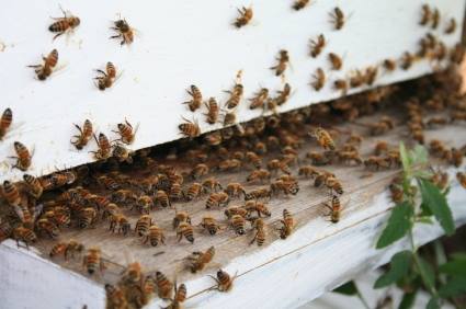 Bee removal by Service First Termite and Pest Prevention LLC