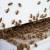 Dover Bee Control by Service First Termite and Pest Prevention LLC