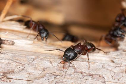 Carpenter ant extermination by Service First Termite and Pest Prevention LLC