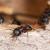 Balm Ant Extermination by Service First Termite and Pest Prevention LLC