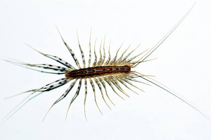 Centipede and millipede control by Service First Termite and Pest Prevention LLC
