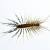 Saint Petersburg Centipedes & Millipedes by Service First Termite and Pest Prevention LLC
