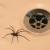 Wimauma Insects & Spiders by Service First Termite and Pest Prevention LLC