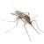 Mango Mosquitoes & Ticks by Service First Termite and Pest Prevention LLC