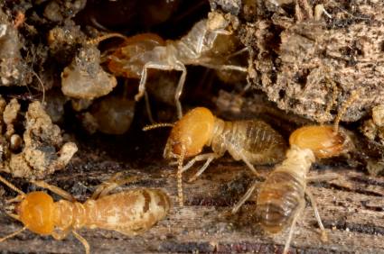 Termite control by Service First Termite and Pest Prevention LLC