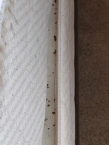 Bedbug Extermination for Mattress Infestation in Plant City, FL (2)