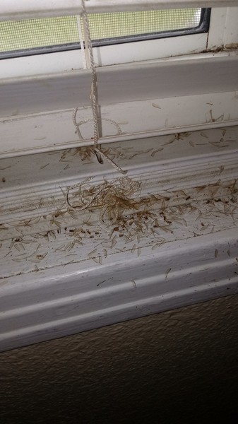 Termite Control & Extermination in Tampa, FL (1)