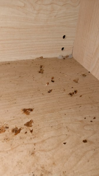 Cockroach Extermination in Saint Petersburg, FL (1)