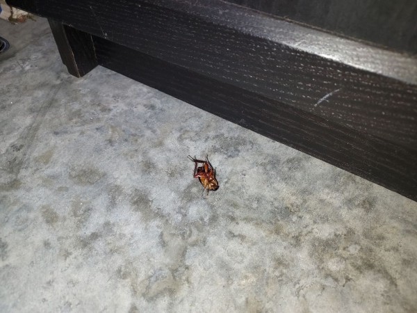 Cockroach Extermination in Dover, FL (1)