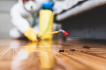 Cockroach Extermination in Gibsonton, Florida by Service First Termite and Pest Prevention LLC