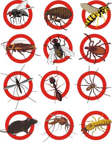 Pest control services by Service First Termite and Pest Prevention LLC