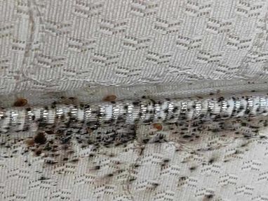 Bedbug Extermination for Mattress Infestation in Plant City, FL (1)