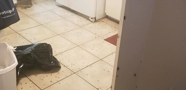 Roach Infestation in Plant City, FL (3)